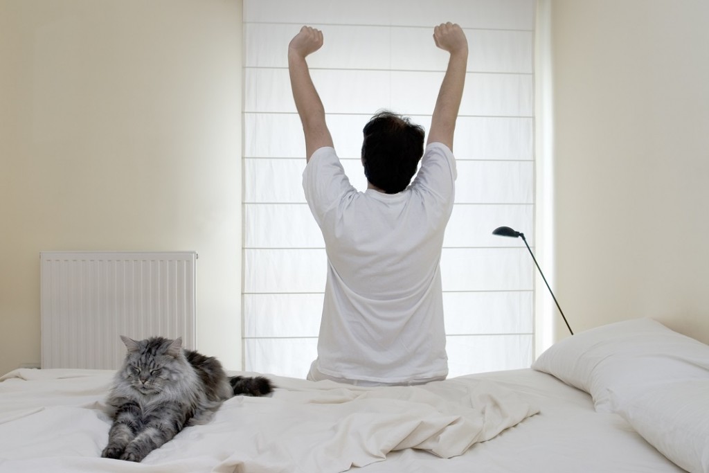 trezit-de-pisica_2656893