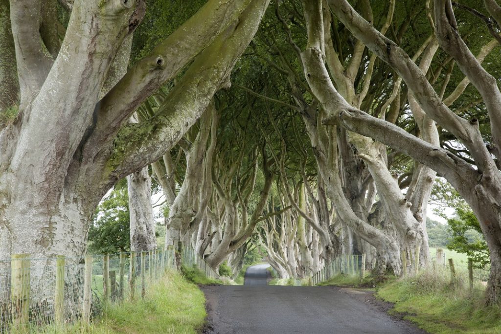 dark-hedges-irlanda_52339622