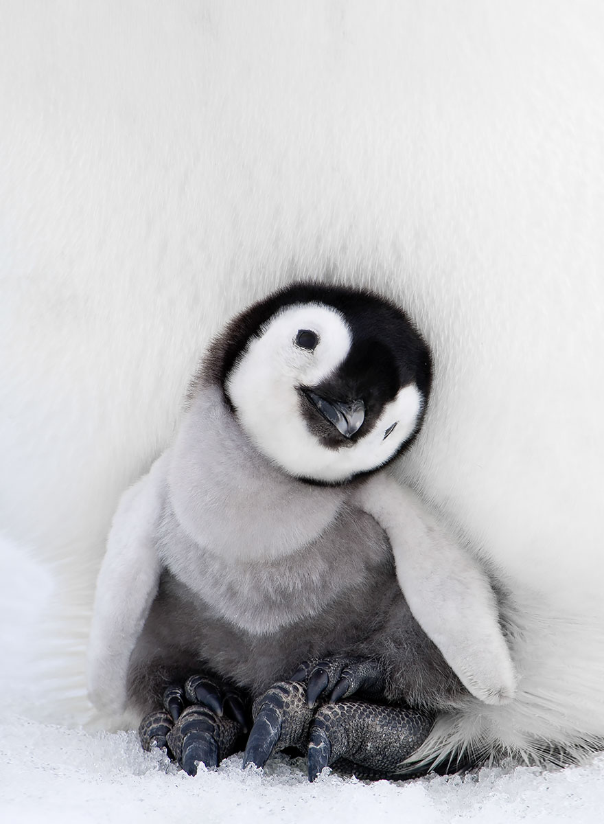pinguin 3