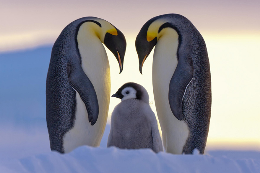 pinguin 4