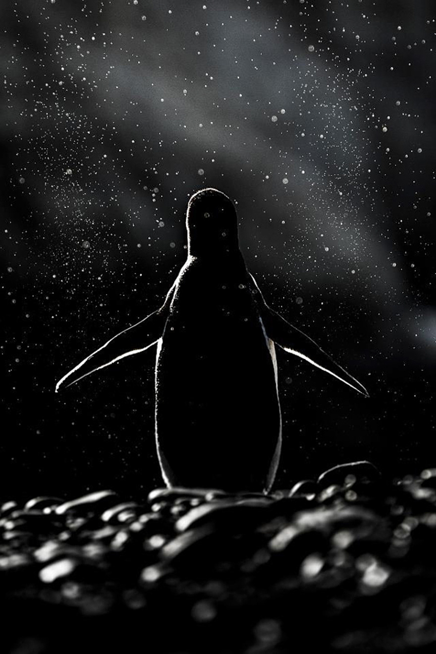 pinguin 9