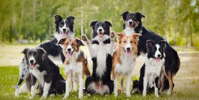 [Studiu] Inteligența câinilor este legată de starea lor de sănătate
