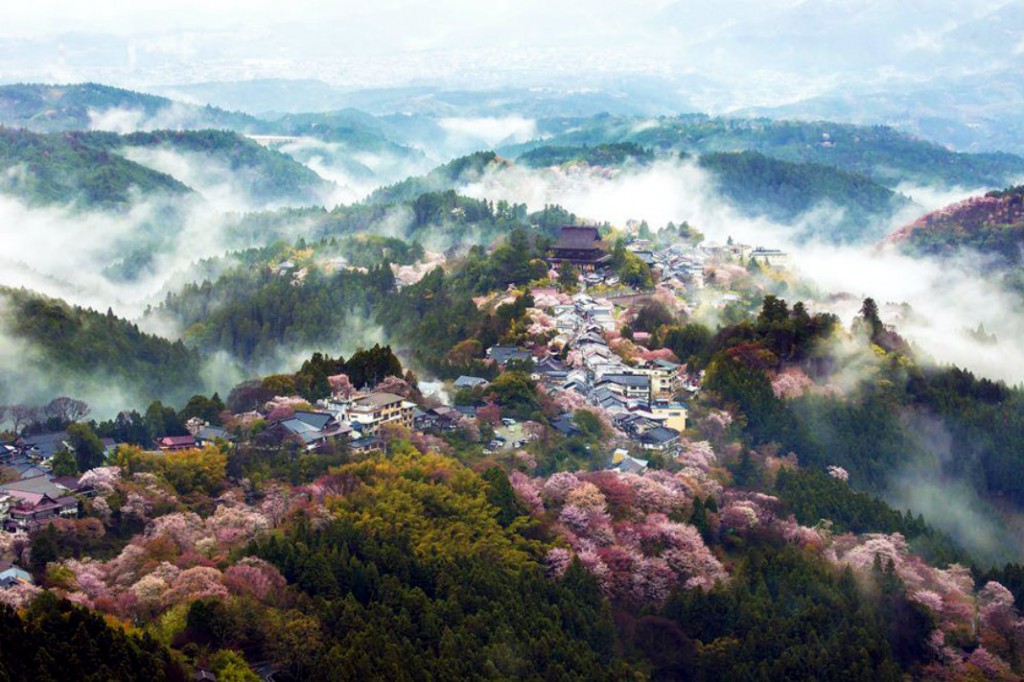 spring-japan-cherry-blossoms-national-geographics-241