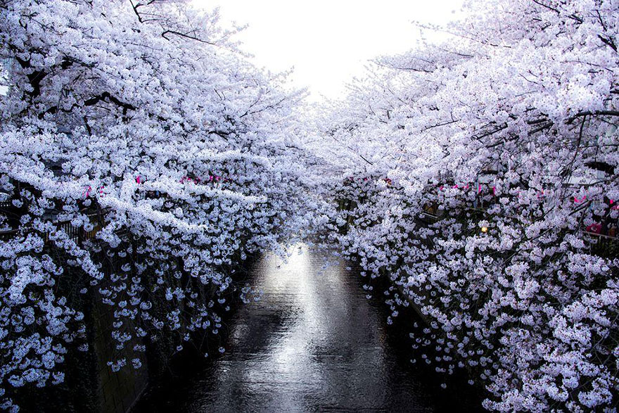 spring-japan-cherry-blossoms-national-geographics-77