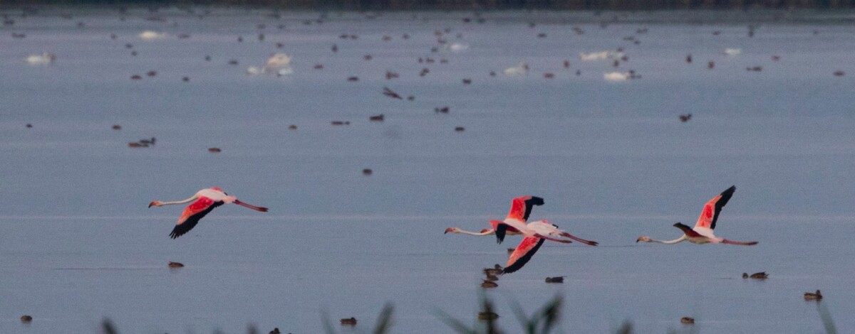 flamingo2