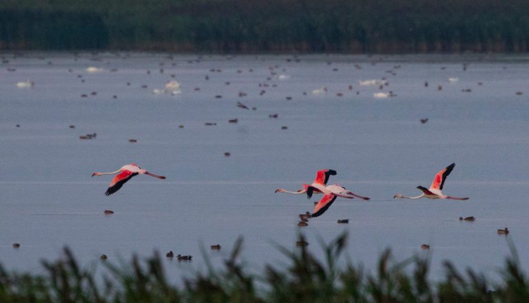 flamingo2