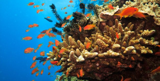 Curiozități despre Marea Barieră de Corali