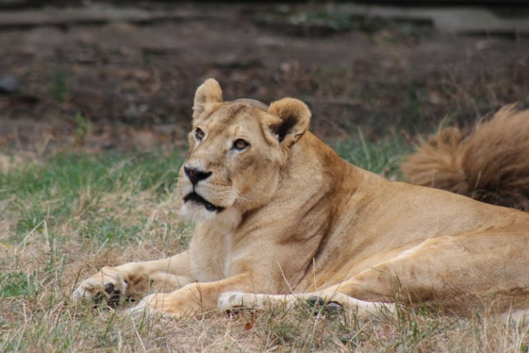 zoo